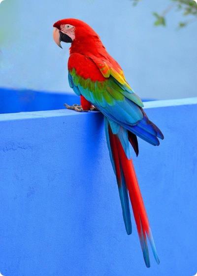 طبل الجان Story